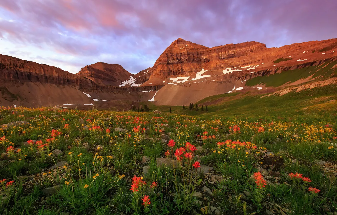 Photo wallpaper the sky, flowers, mountains