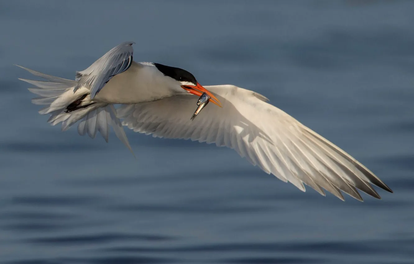 Photo wallpaper water, flight, bird, wings, beak, elegant tern