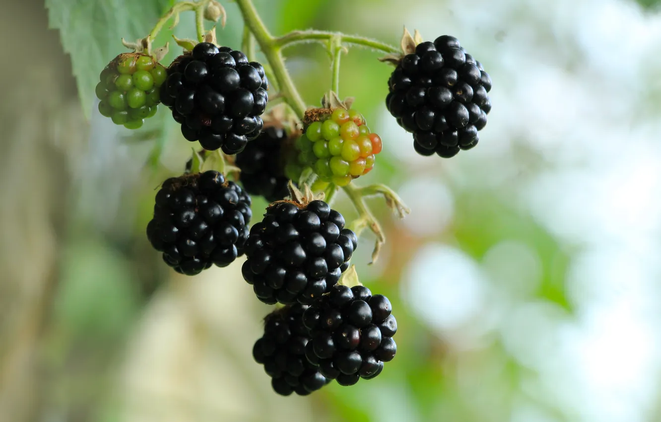 Photo wallpaper black, food, fruit