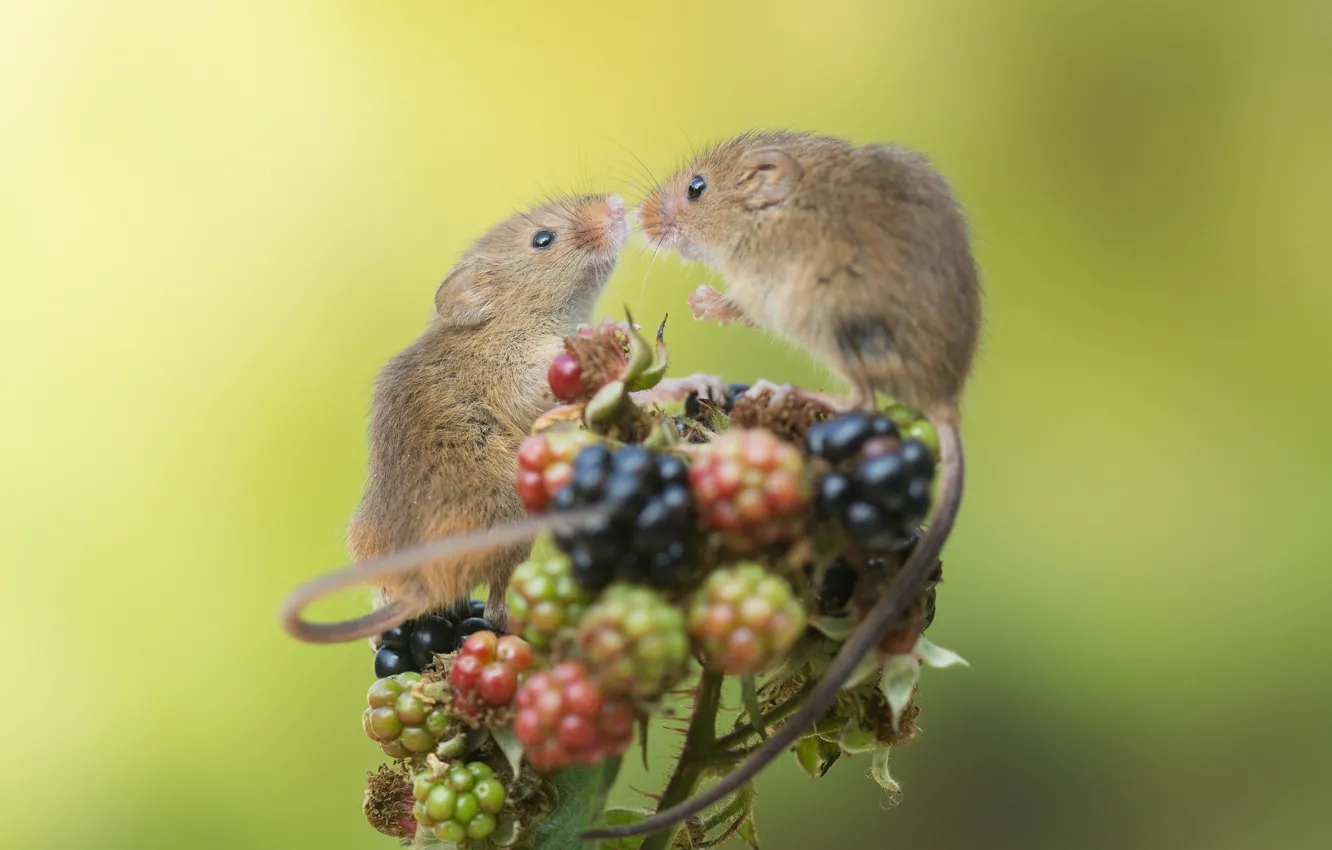 Photo wallpaper berries, mouse, BlackBerry, baby