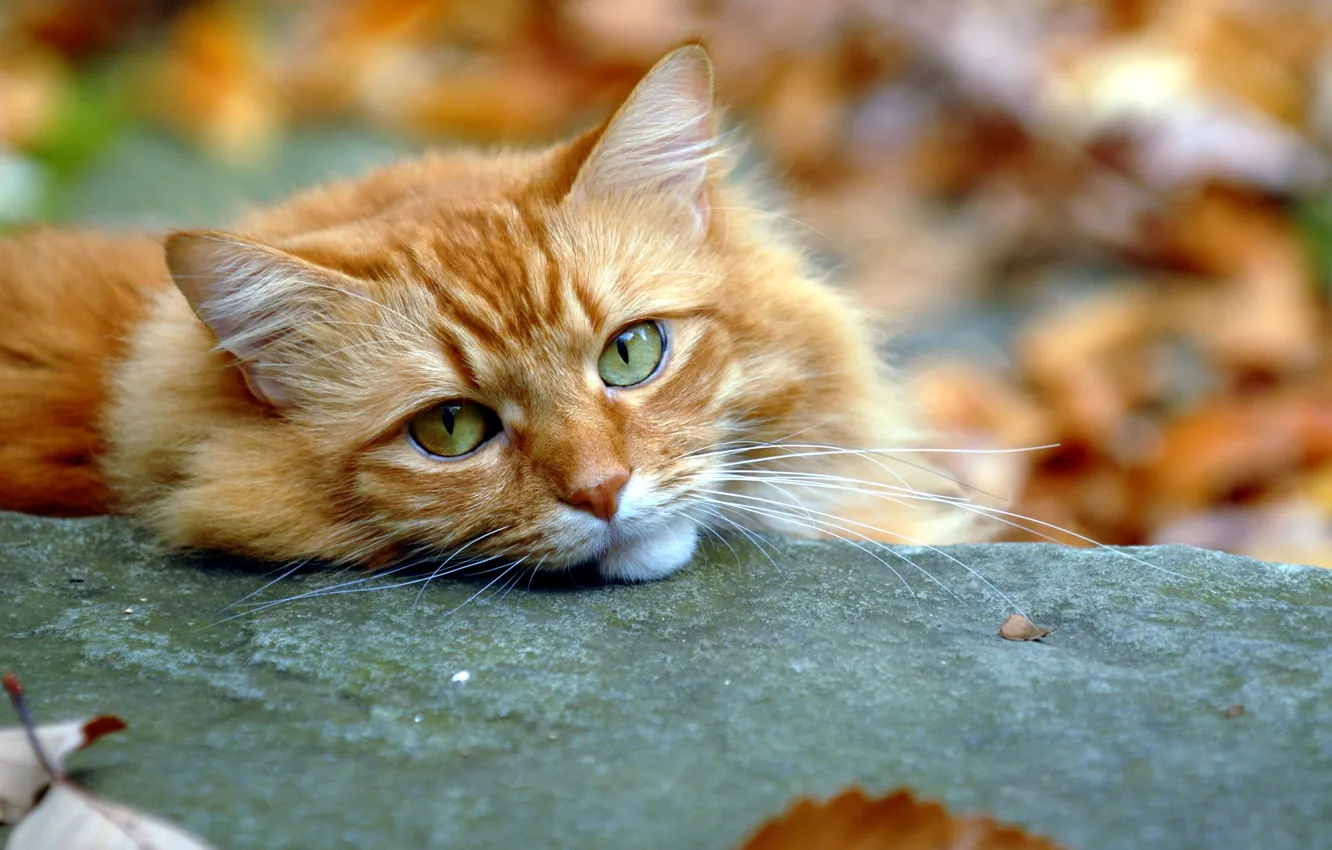 Photo wallpaper autumn, cat, look, red