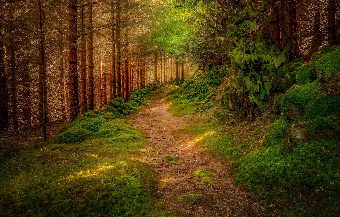 Photo wallpaper forest, trees, nature, moss, trail