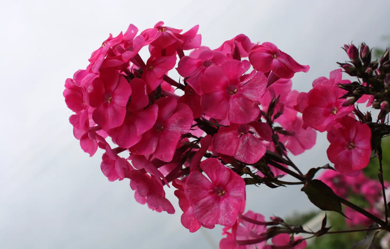 Photo wallpaper summer, the sky, flowers