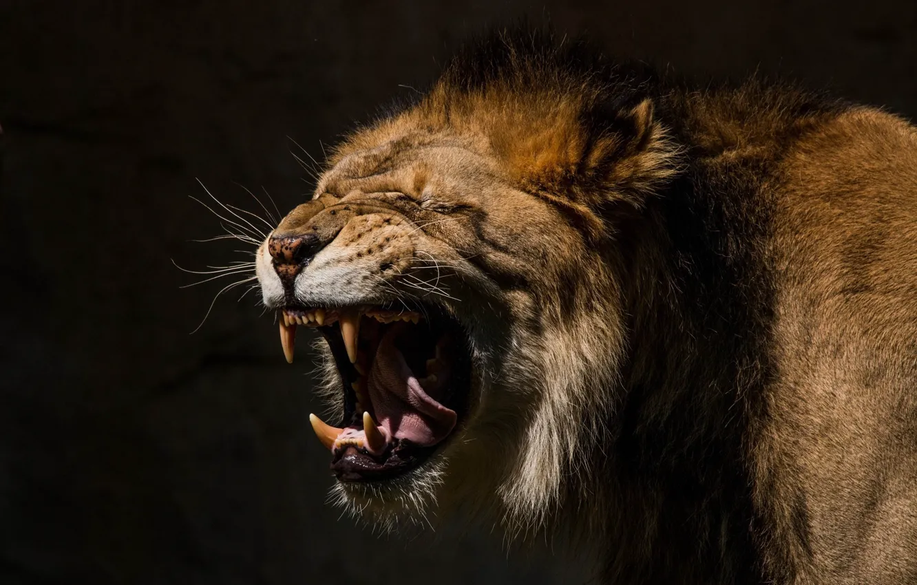 Photo wallpaper language, face, predator, Leo, mouth, mane, fangs, grin