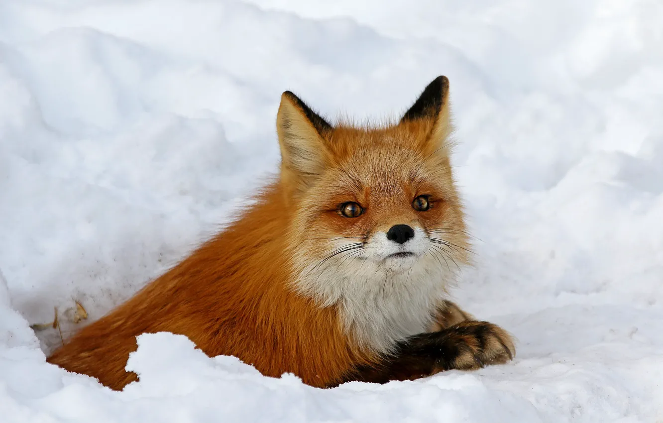 Photo wallpaper winter, look, face, snow, pose, portrait, Nora, Fox