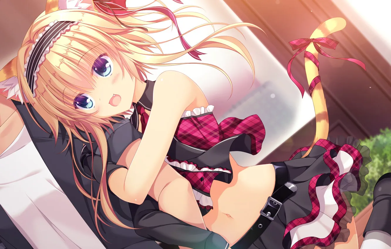 Photo wallpaper the desired'no yuk, neko-nin exheart, nekokai knighty