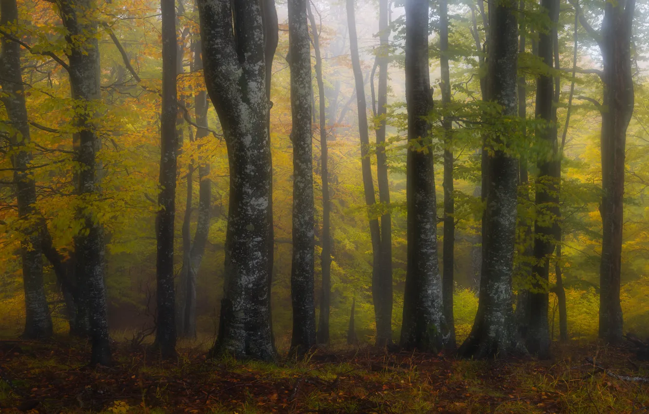 Photo wallpaper autumn, forest, trees, branches, nature, fog, trunks, foliage