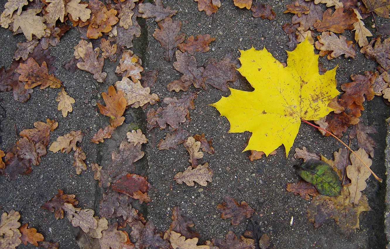 Photo wallpaper autumn, leaves, yellow
