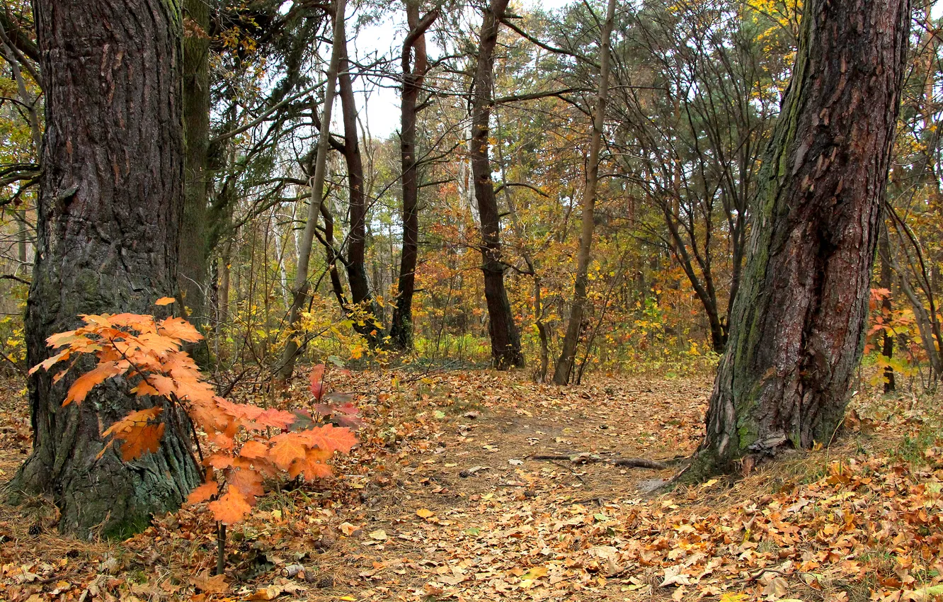 Photo wallpaper trees, park, autumn, fall
