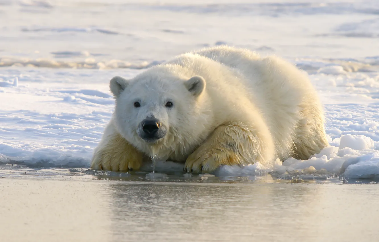 Photo wallpaper Predator, animal, polar bear, wildlife