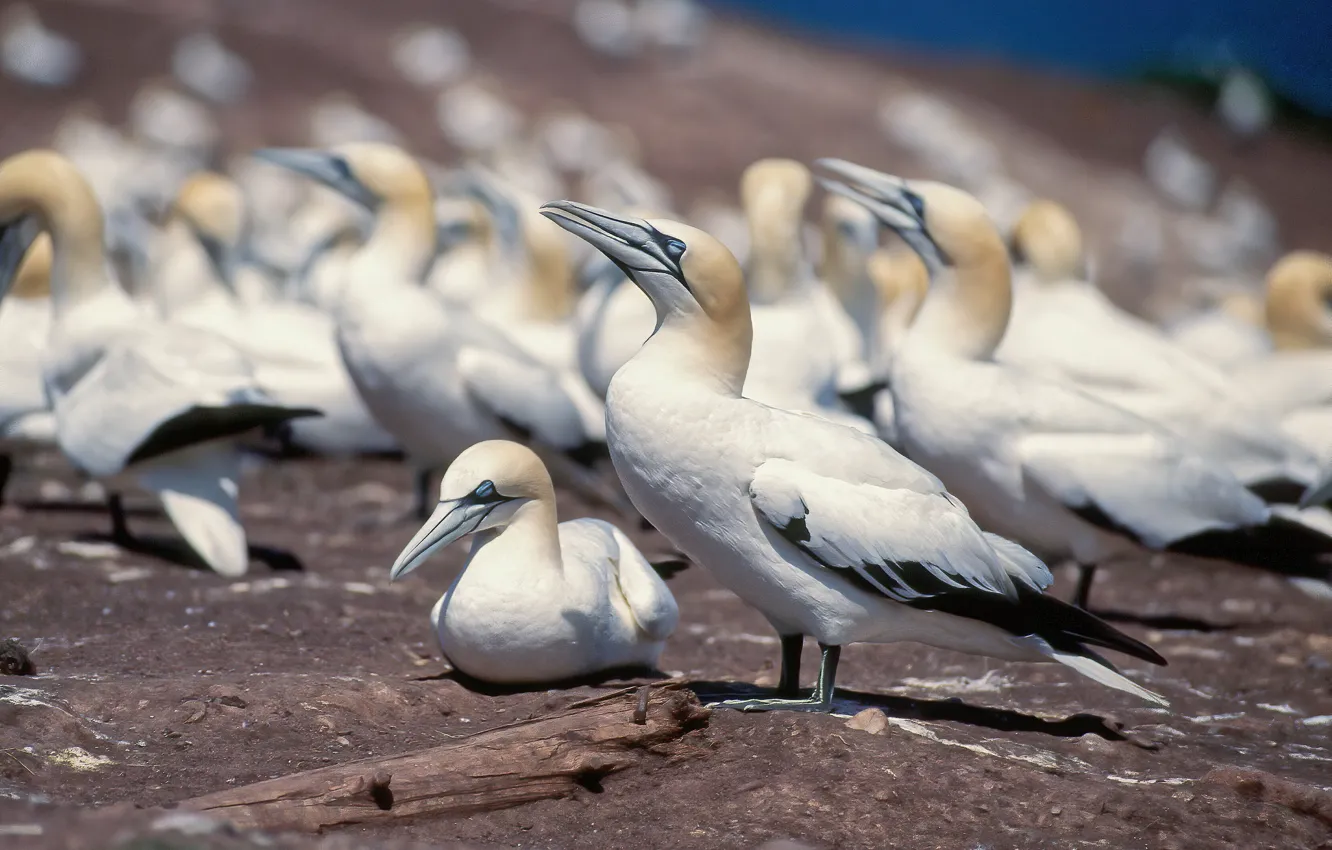 Photo wallpaper birds, pack, the Northern Gannet