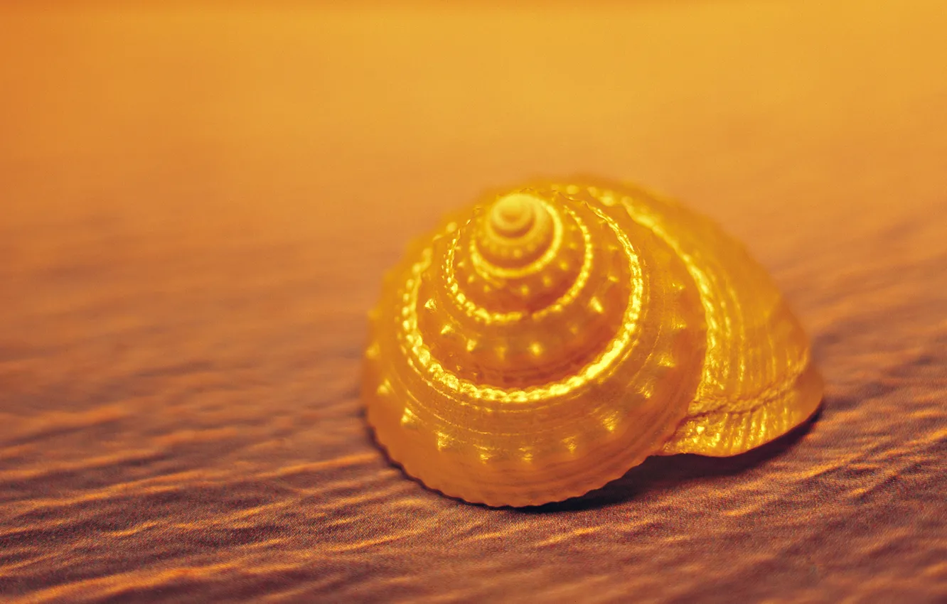Photo wallpaper sand, shell, yellow