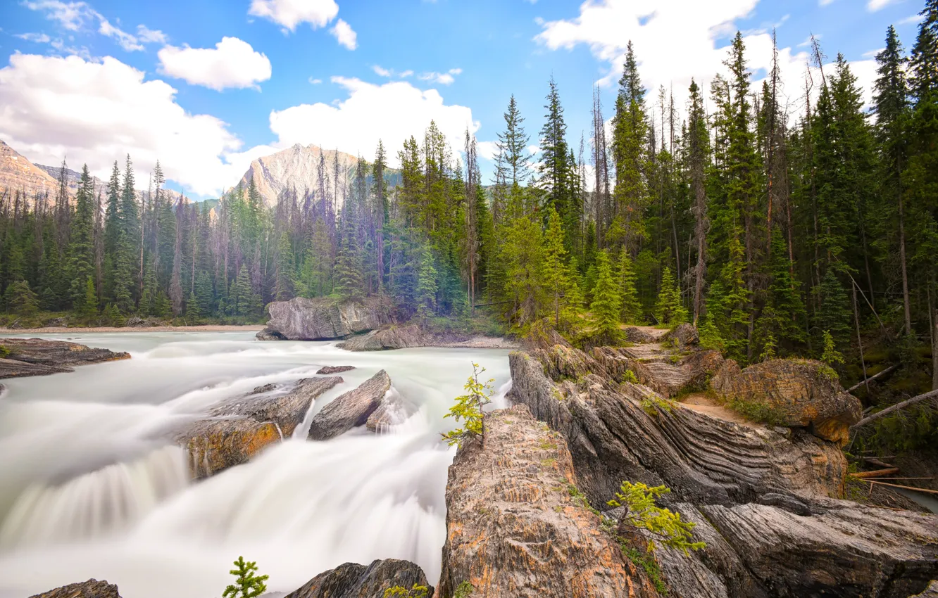 Photo wallpaper forest, nature, river