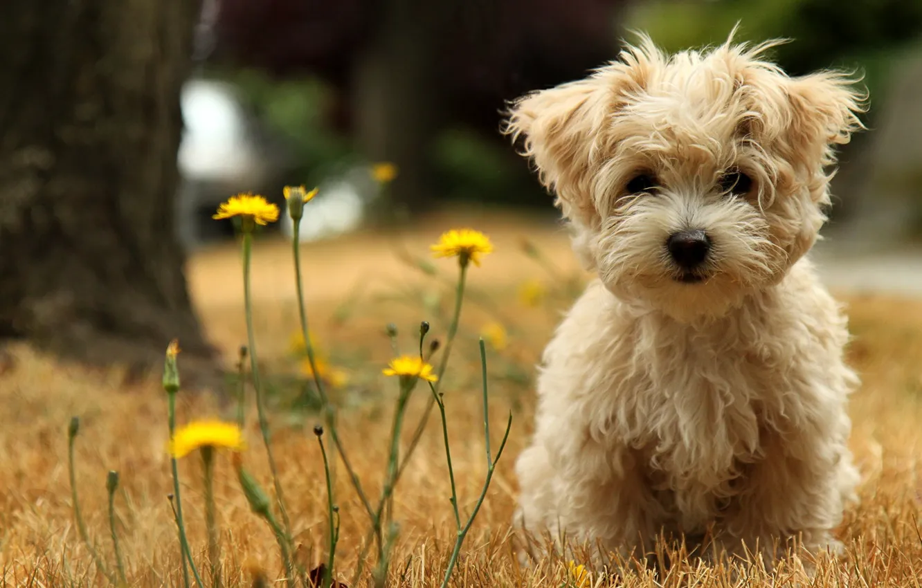 Photo wallpaper puppy, dandelions, lapdog