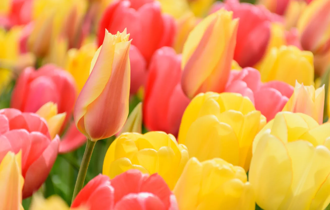 Photo wallpaper macro, tulips, buds