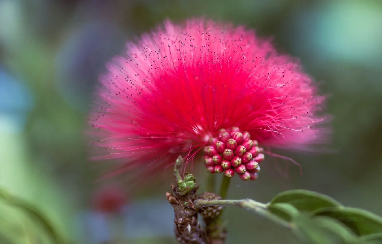 Photo wallpaper flowers, nature, exotic