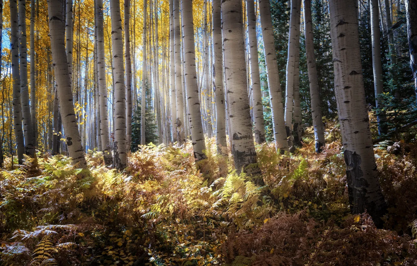 Photo wallpaper autumn, forest, morning, birch