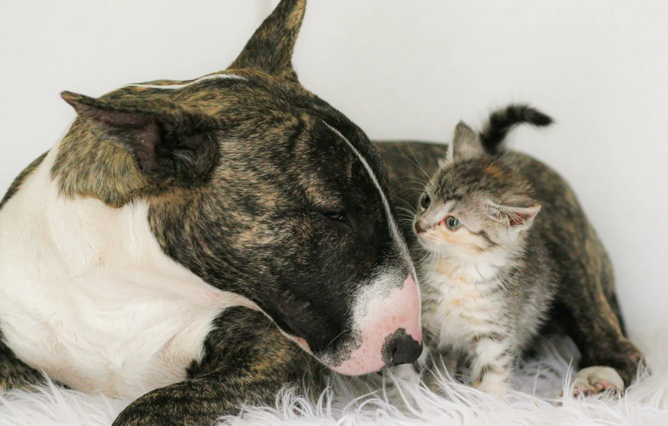 Photo wallpaper animal, kitty, two, bull Terrier, soboka, Pets