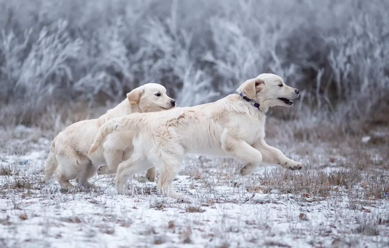 Photo wallpaper winter, frost, dogs, grass, look, snow, branches, nature