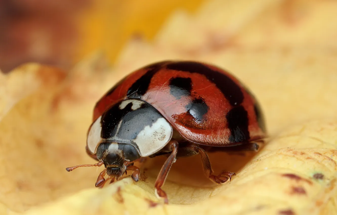 Photo wallpaper sheet, ladybug, insect, veins