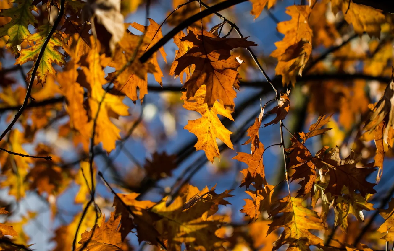 Photo wallpaper autumn, leaves, nature