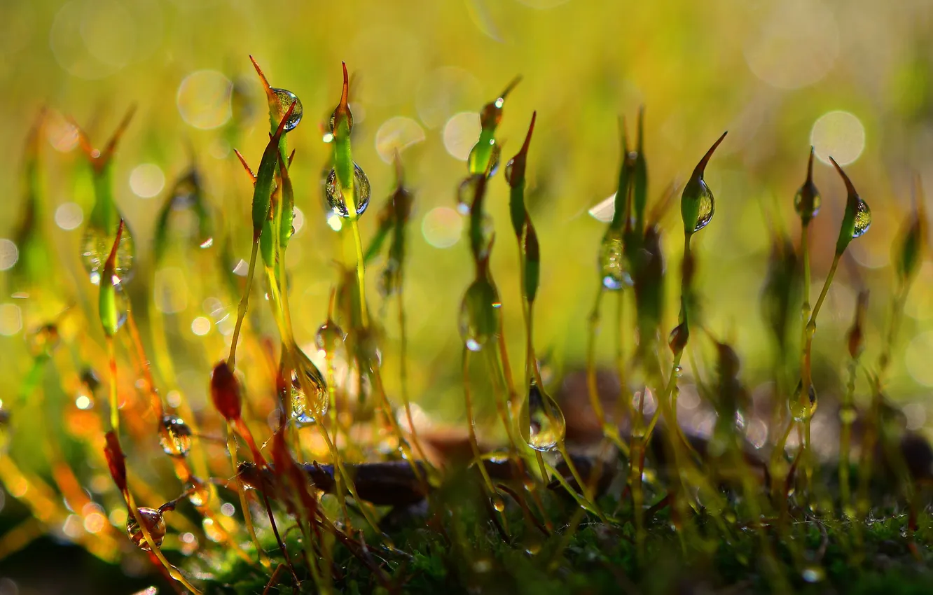 Photo wallpaper drops, moss, bokeh