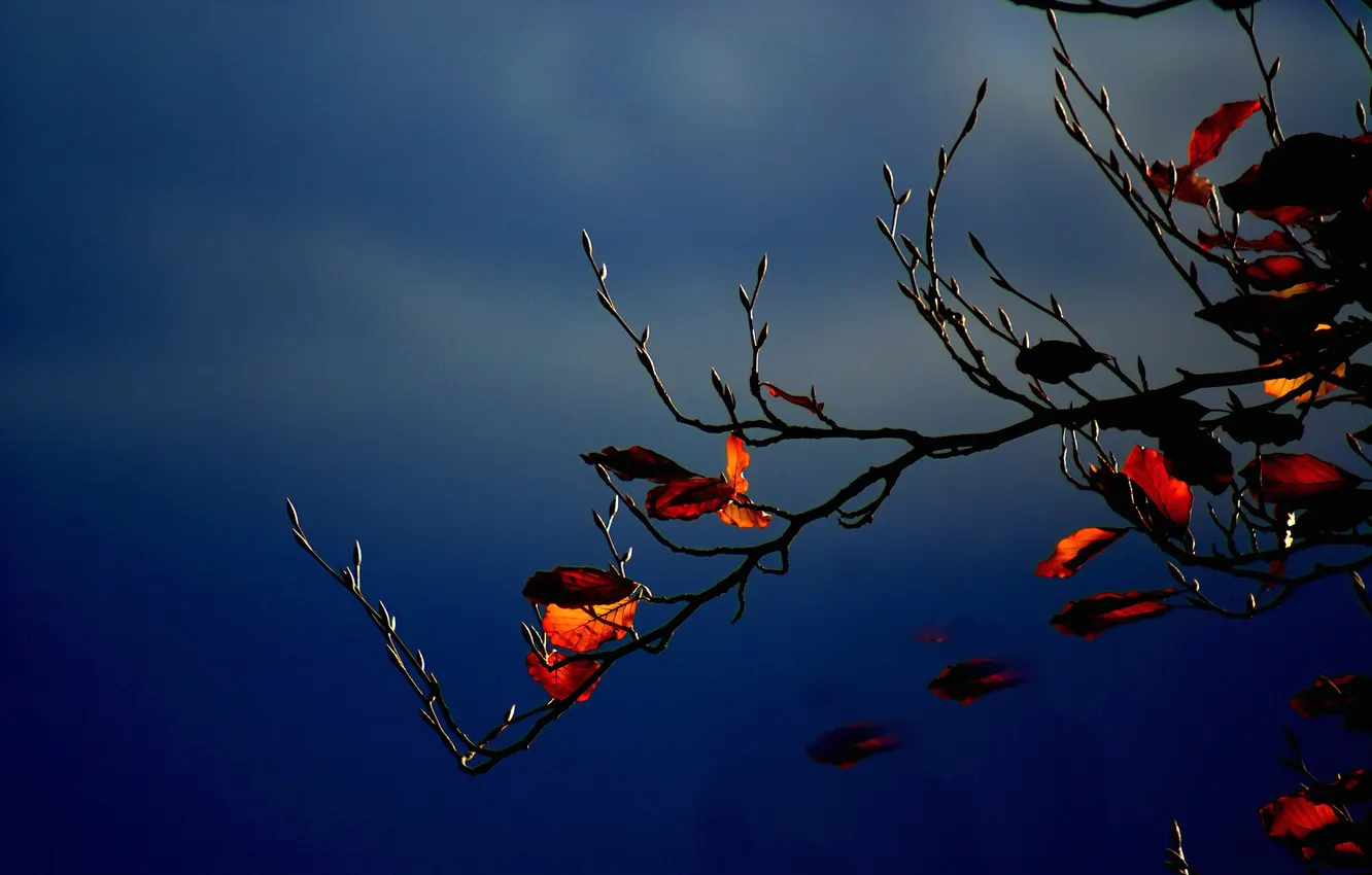 Photo wallpaper autumn, the sky, leaves, clouds, branch