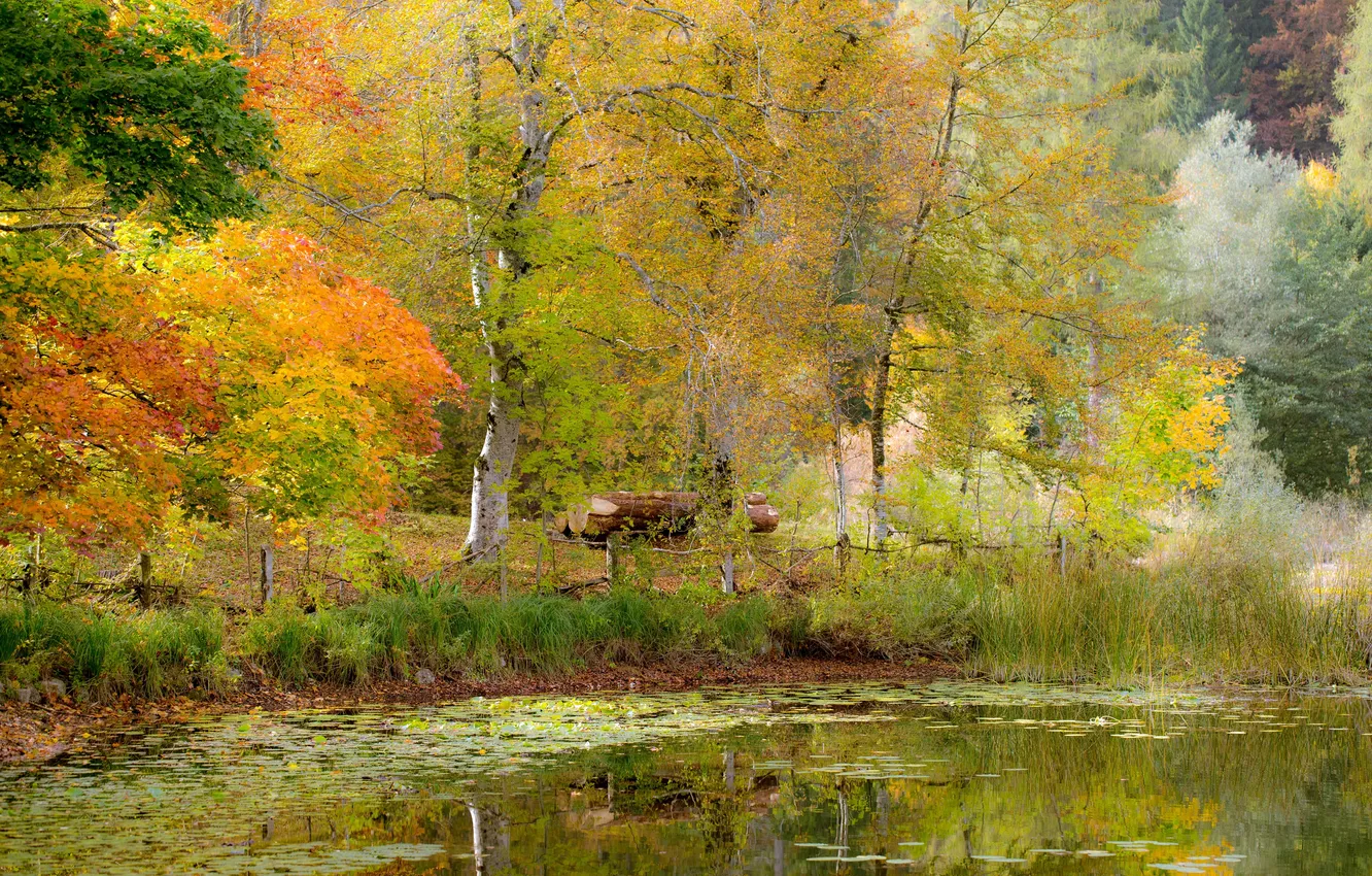 Photo wallpaper autumn, grass, trees, pond, shore, foliage