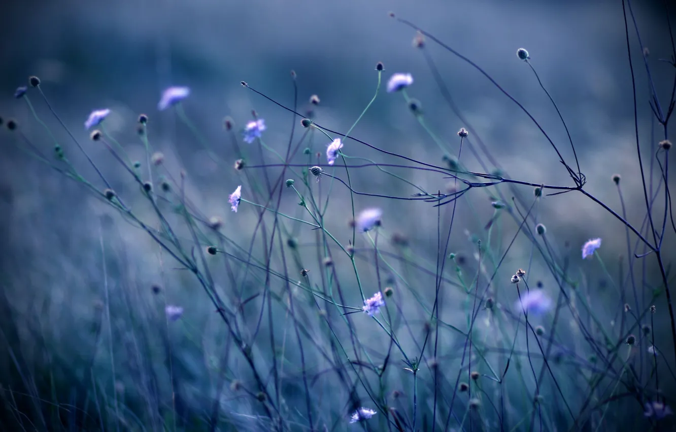 Photo wallpaper grass, flowers, blue, nature, stems, color, plants, the evening