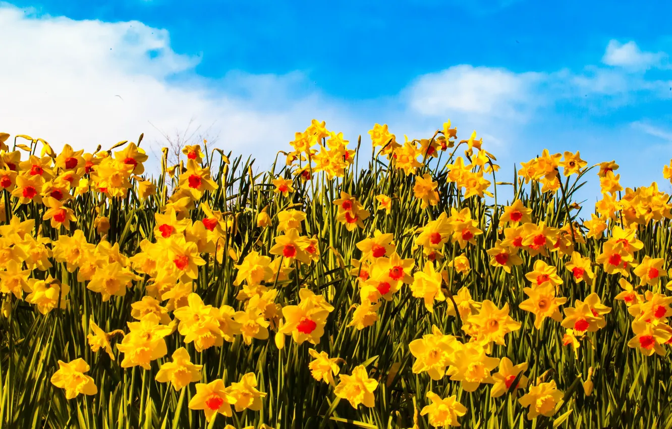 Photo wallpaper sky, field, yellow, flowers, clouds, petals, sunny