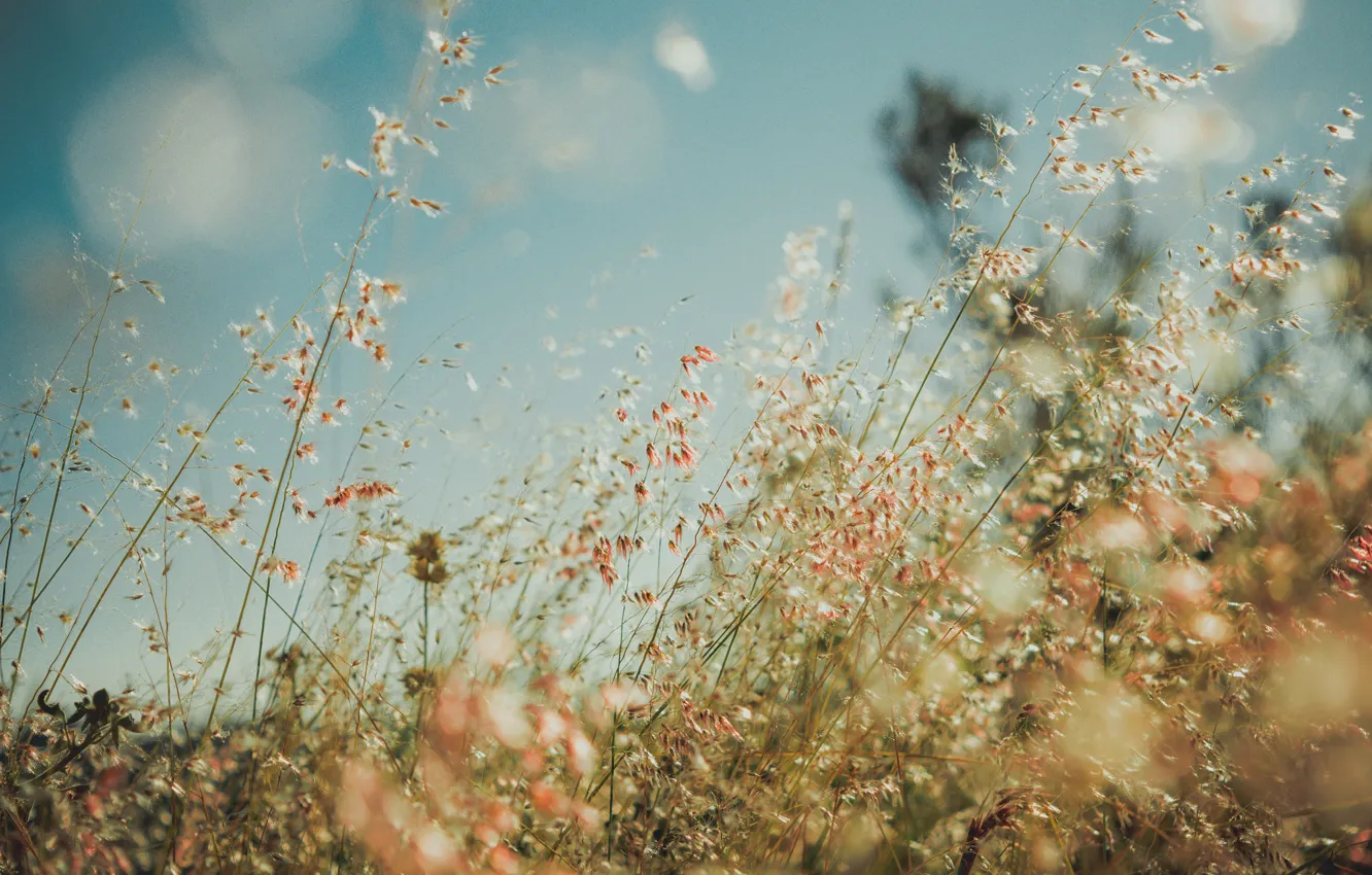 Photo wallpaper grass, field, bokeh, countryside, sunny, stalks