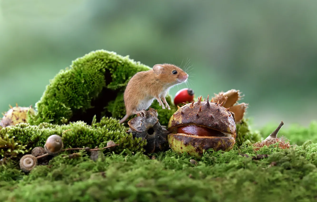 Photo wallpaper macro, moss, mouse, chestnut, rodent, The mouse is tiny, Harvest mouse