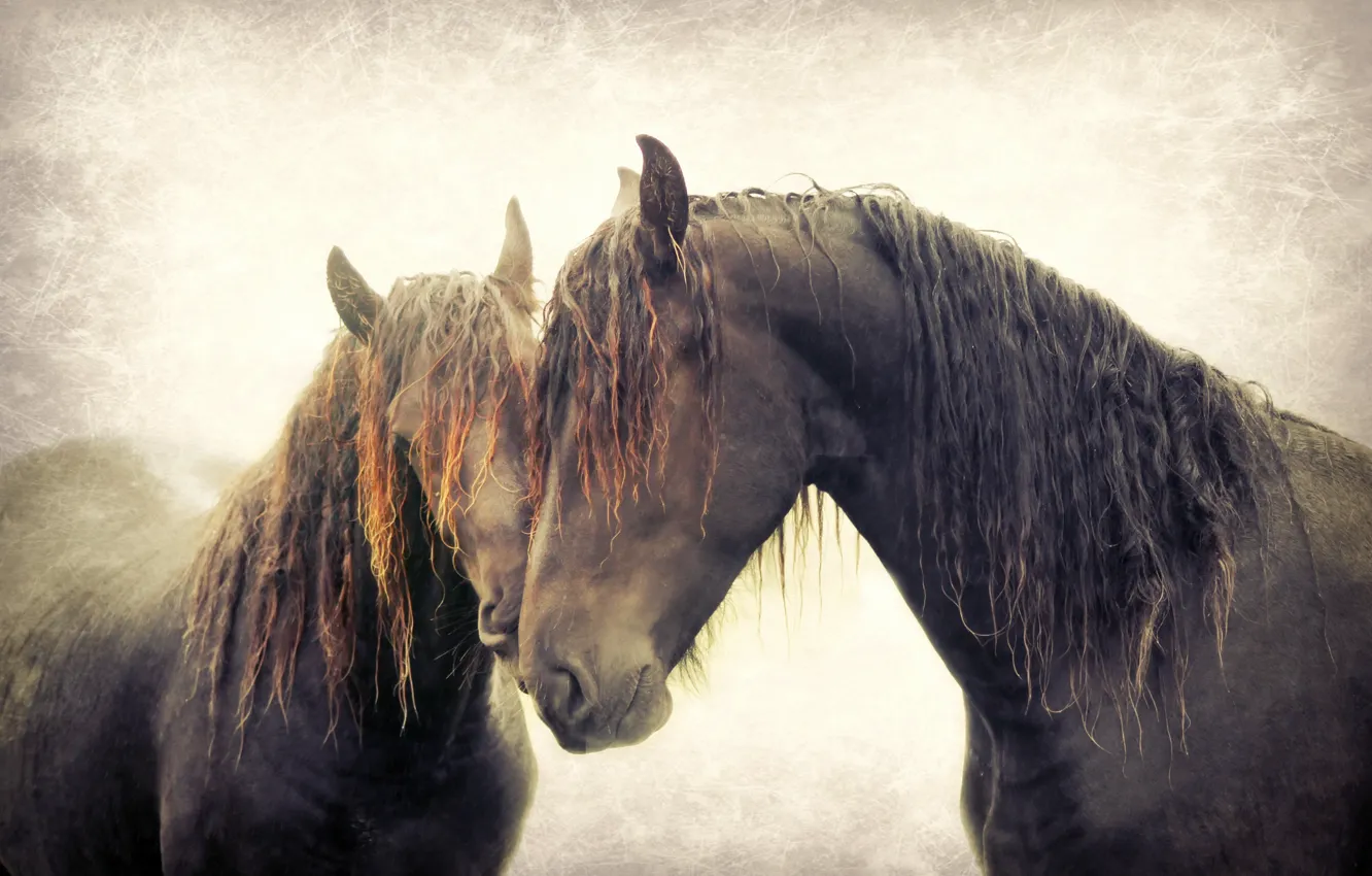 Photo wallpaper background, horses, texture