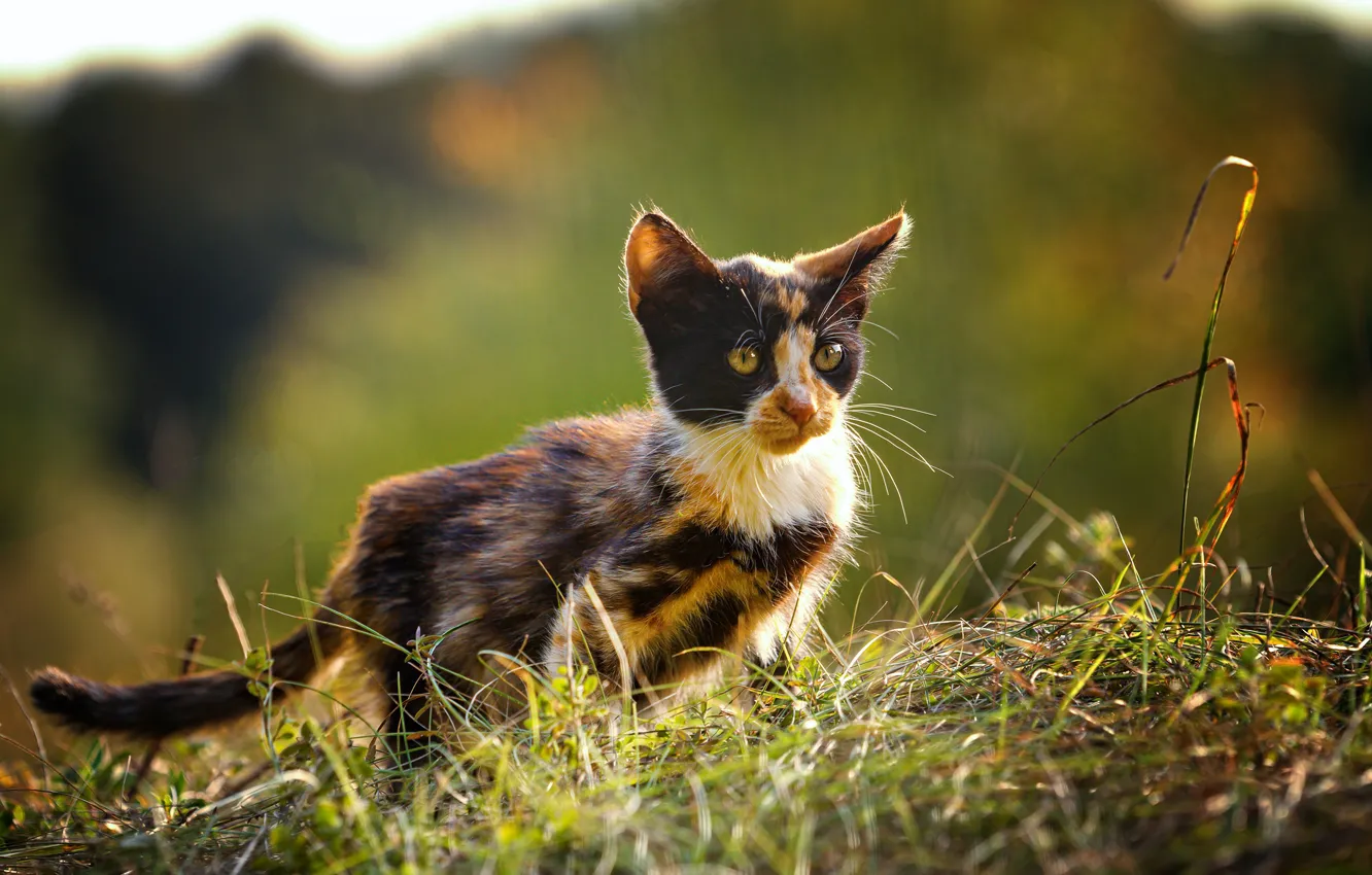 Photo wallpaper cat, summer, grass, look, face, light, nature, pose