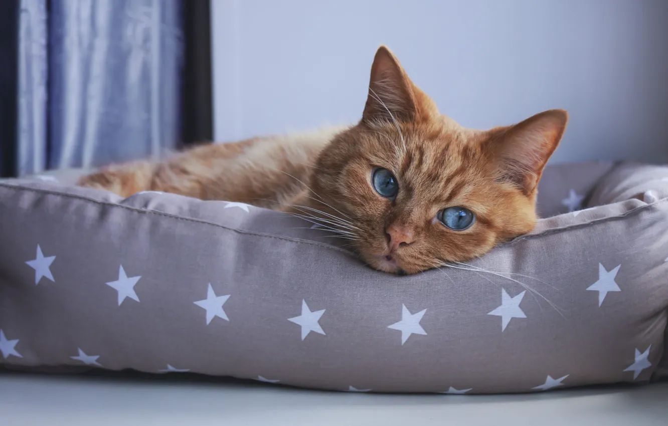 Photo wallpaper cat, cat, look, pillow, red, blue eyes, face, stars