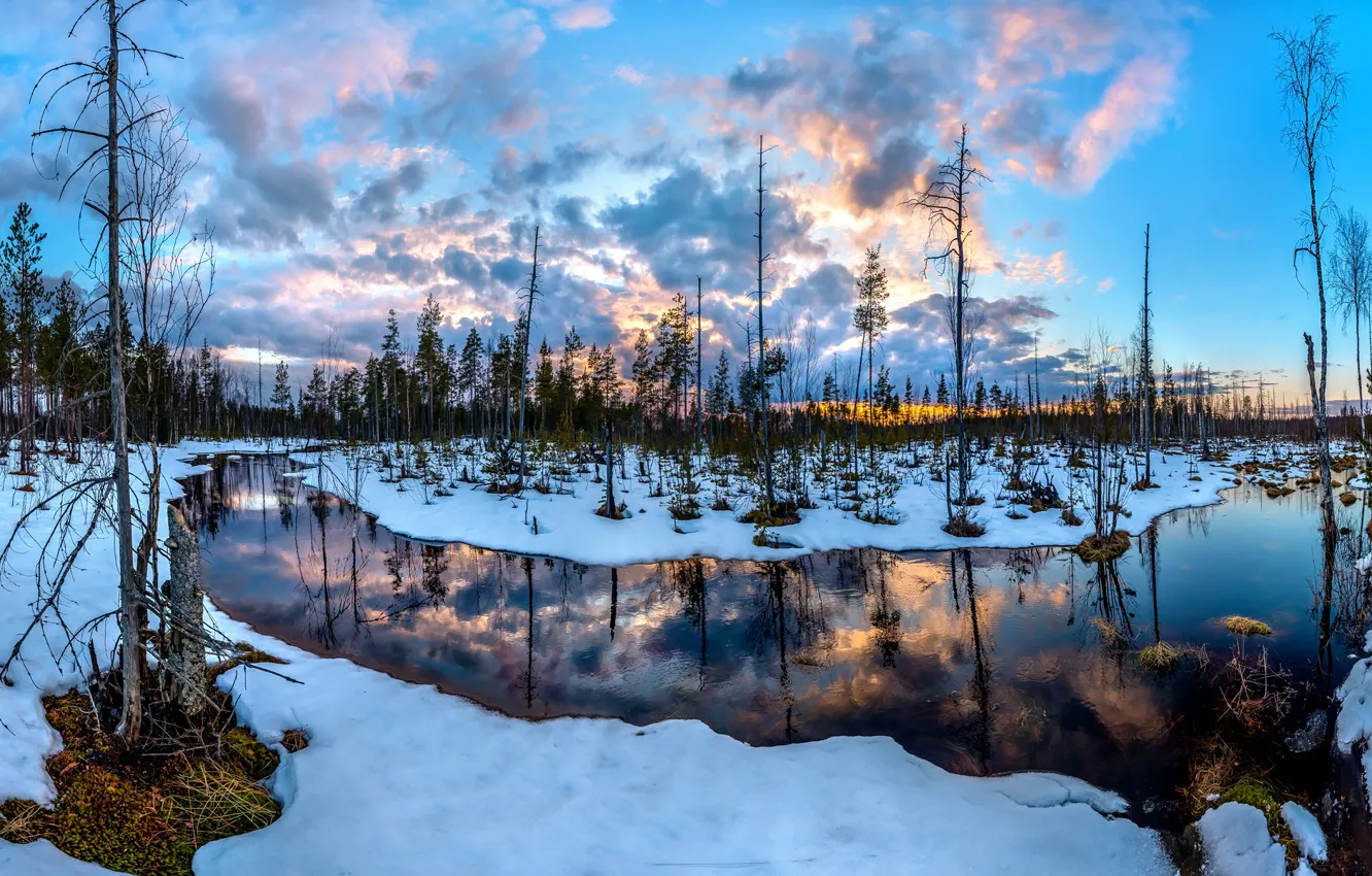 Photo wallpaper snow, sunset, river, swamp, pine, Leningrad oblast