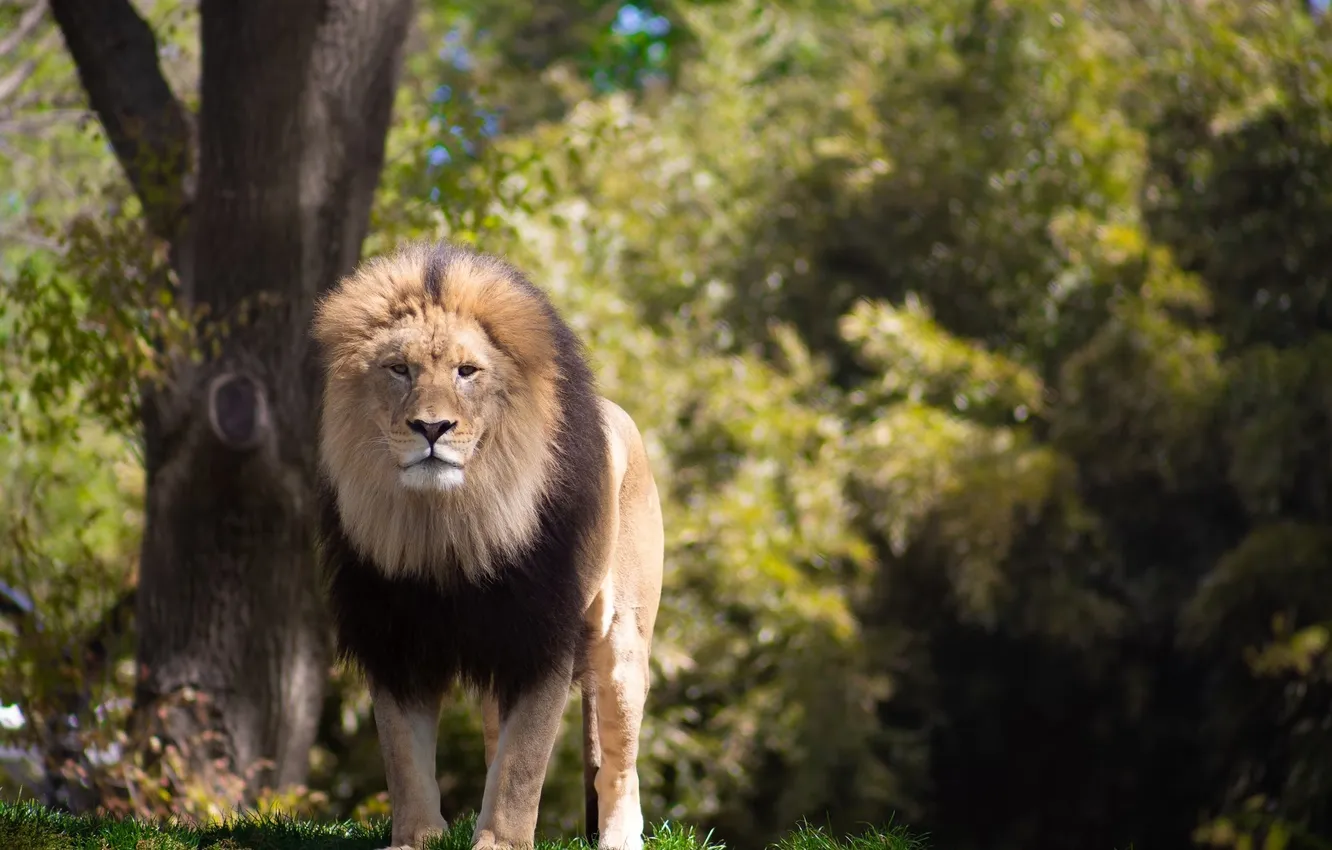 Photo wallpaper lion, animal, big cat, malel ion