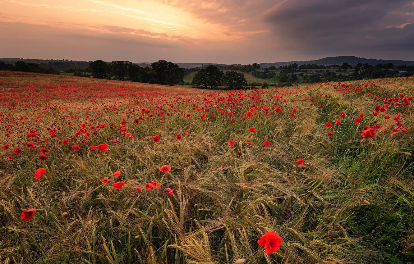 Photo wallpaper field, summer, the sky, clouds, trees, sunset, flowers, red