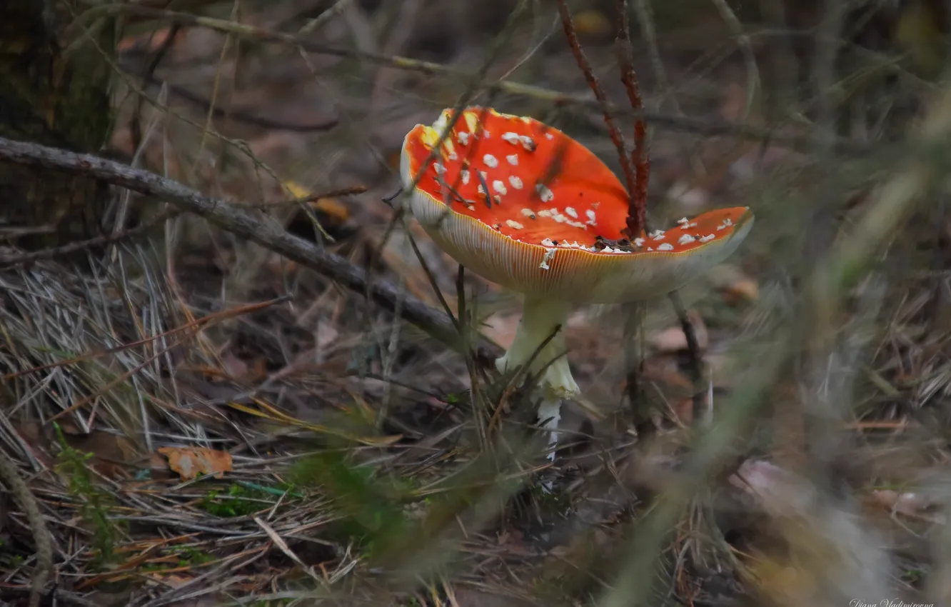 Photo wallpaper autumn, nature, mushrooms, mushroom
