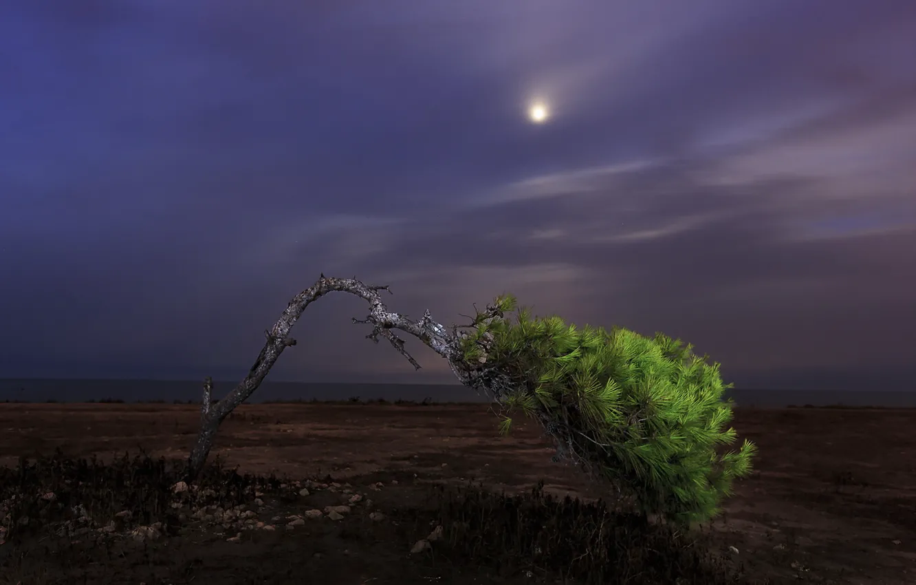 Photo wallpaper field, trees, night