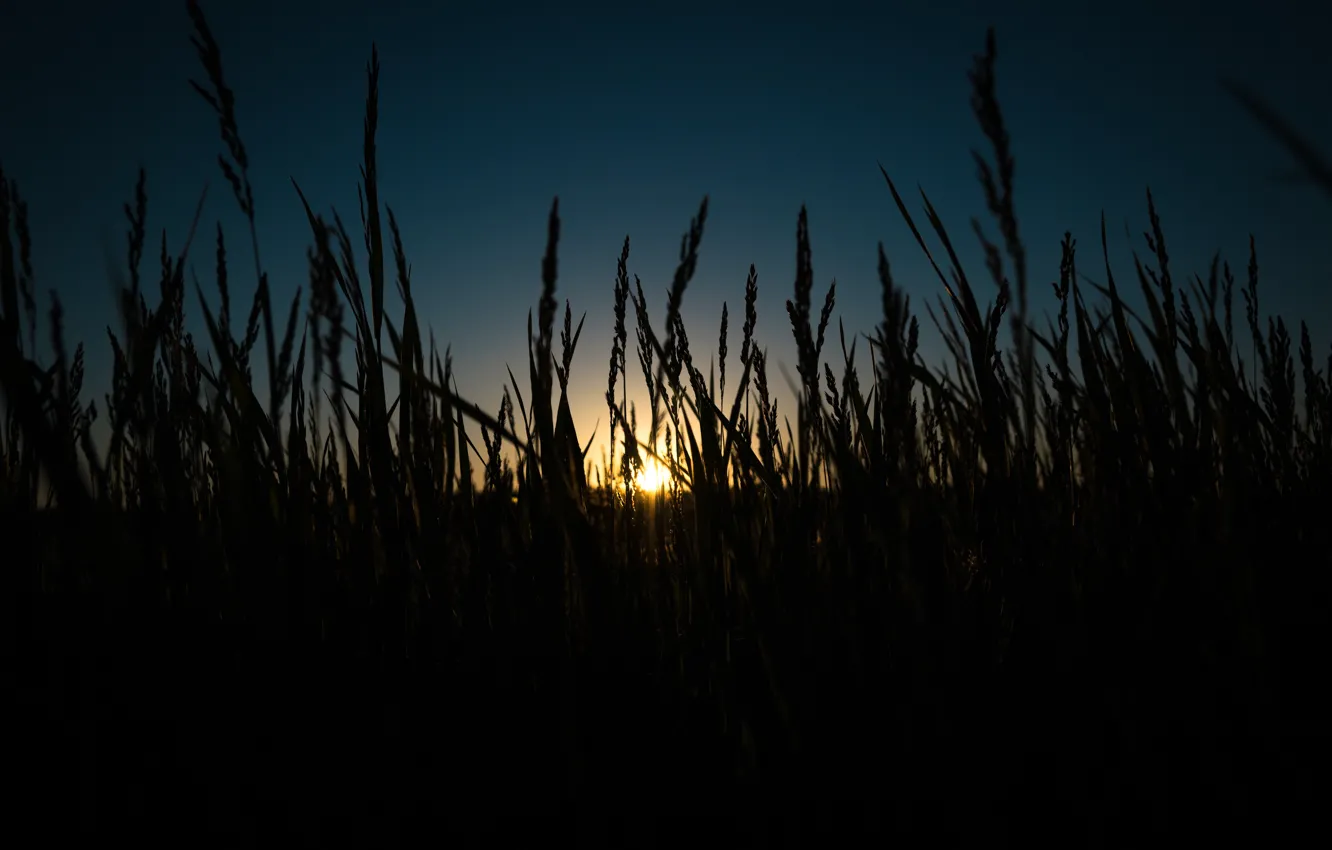 Photo wallpaper summer, grass, the sun, sunset, night, nature, romance, feelings