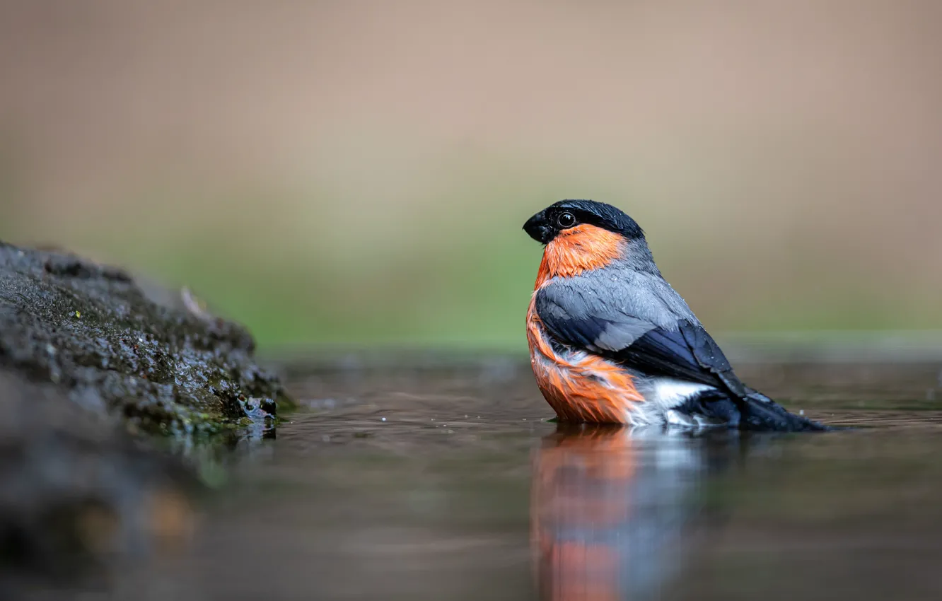 Photo wallpaper reflection, bird, bullfinch, pond