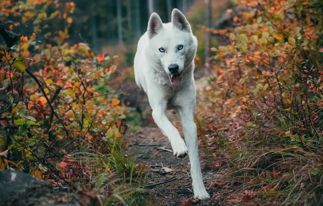 Photo wallpaper autumn, forest, language, look, face, branches, nature, pose