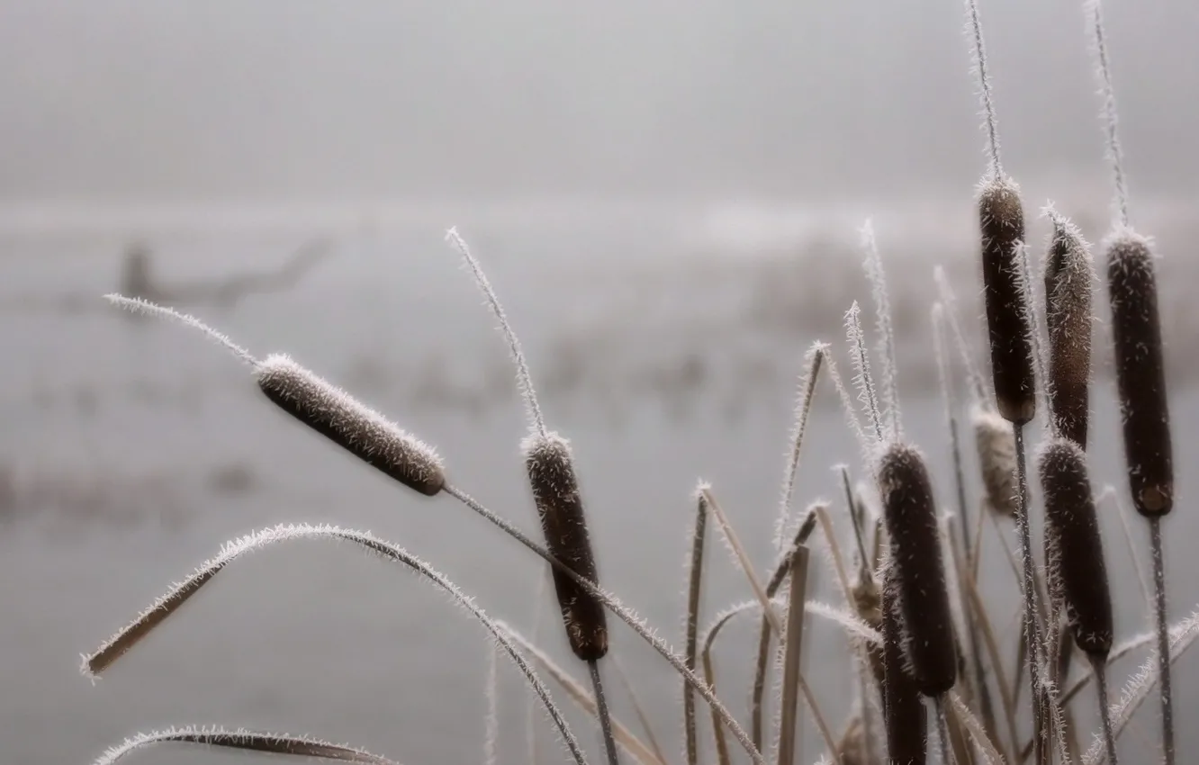 Photo wallpaper frost, fog, swamp, Grass