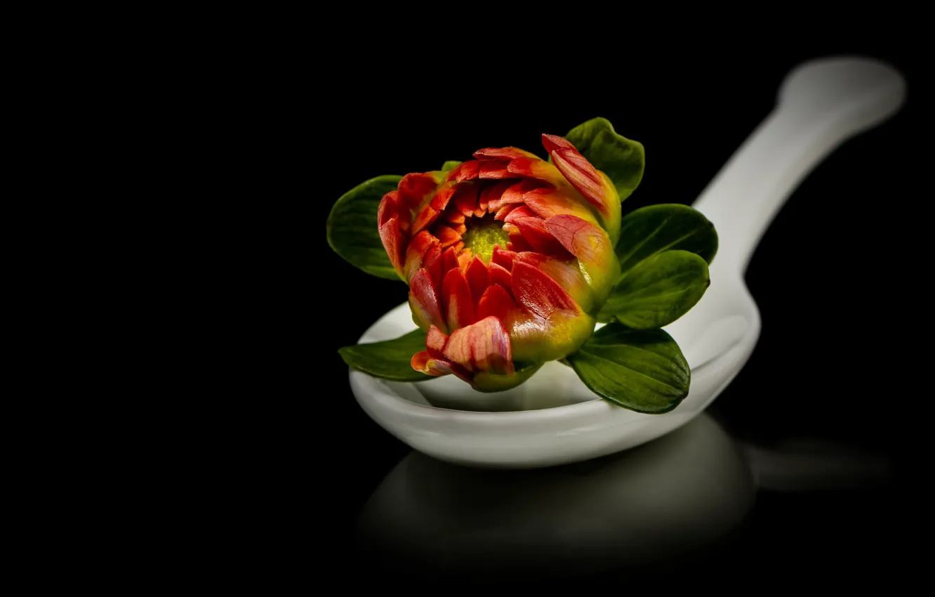 Photo wallpaper flowers, reflection, spoon, black background, composition