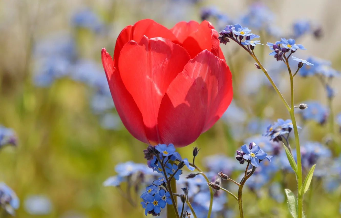 Photo wallpaper flowers, red, Tulip, spring, Bud, blue, tulips, forget-me-nots