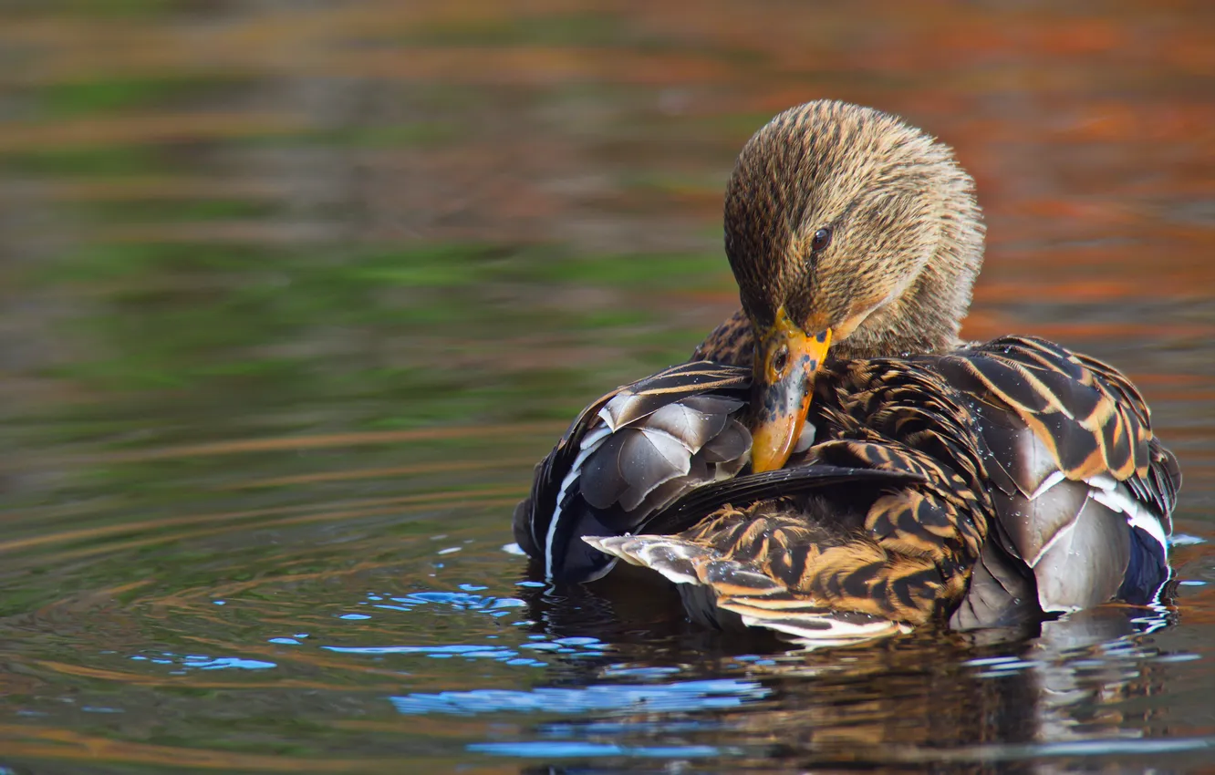 Photo wallpaper water, bird, duck, feathers, beak
