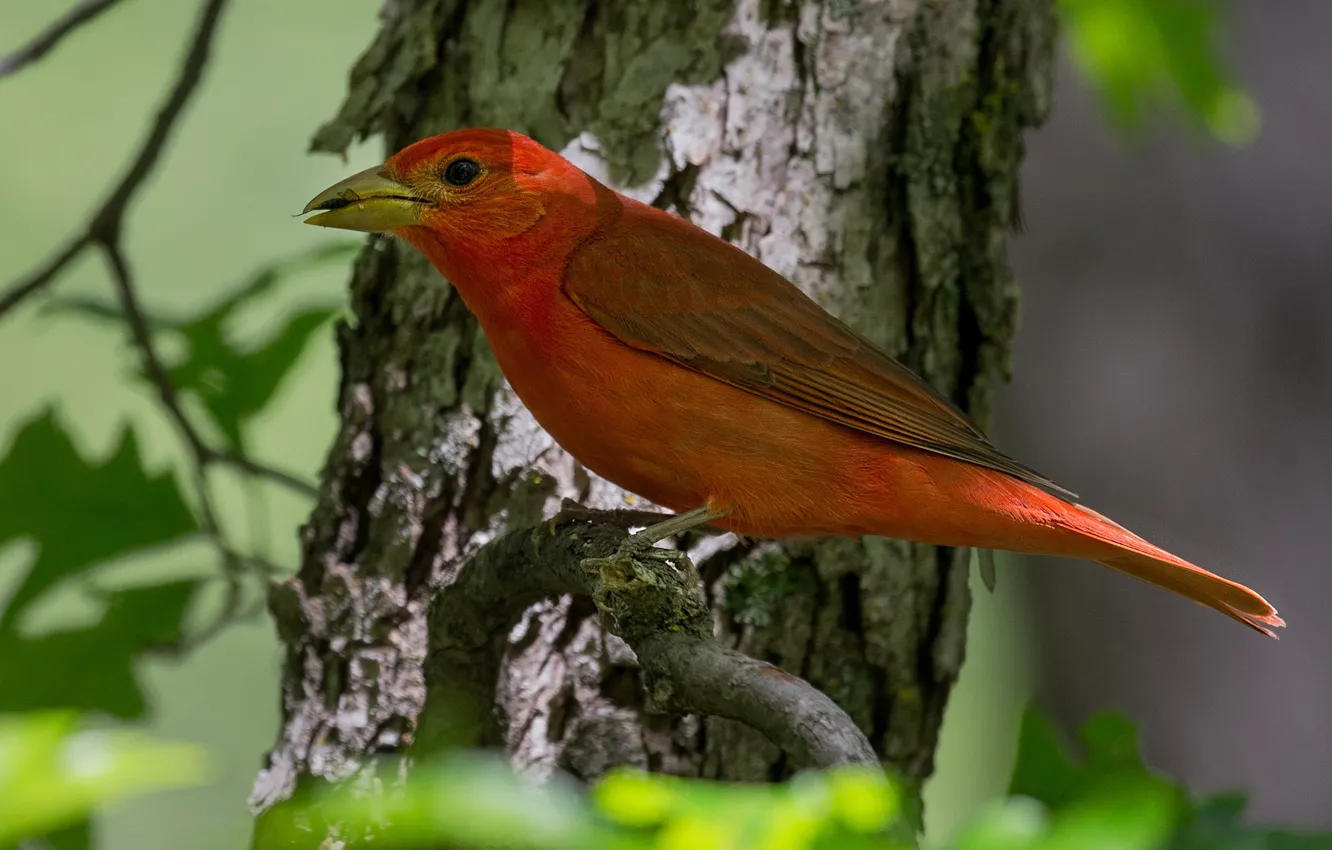 Photo wallpaper bird, beak, tail, scarlet piranga