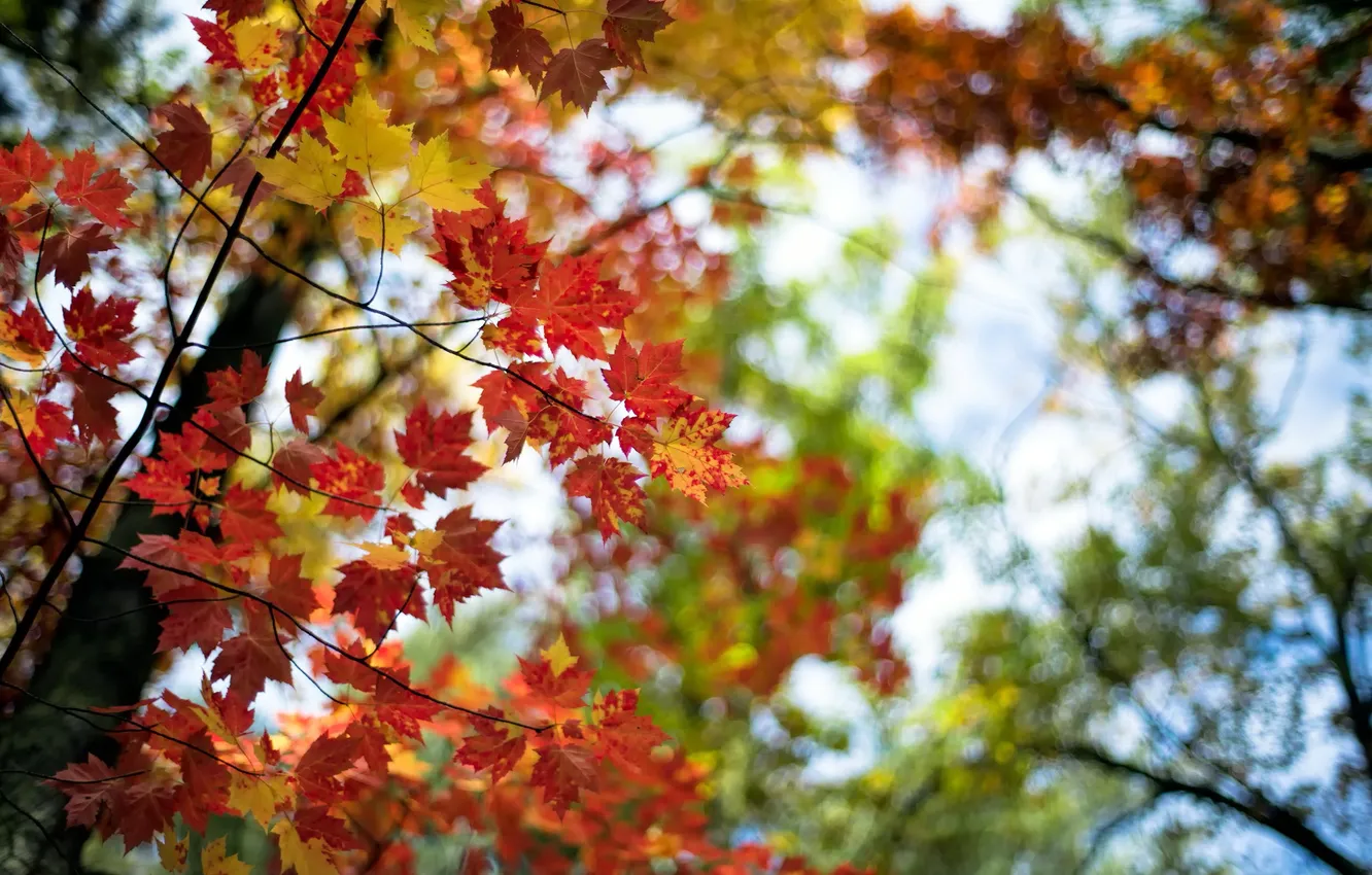 Photo wallpaper autumn, leaves, nature