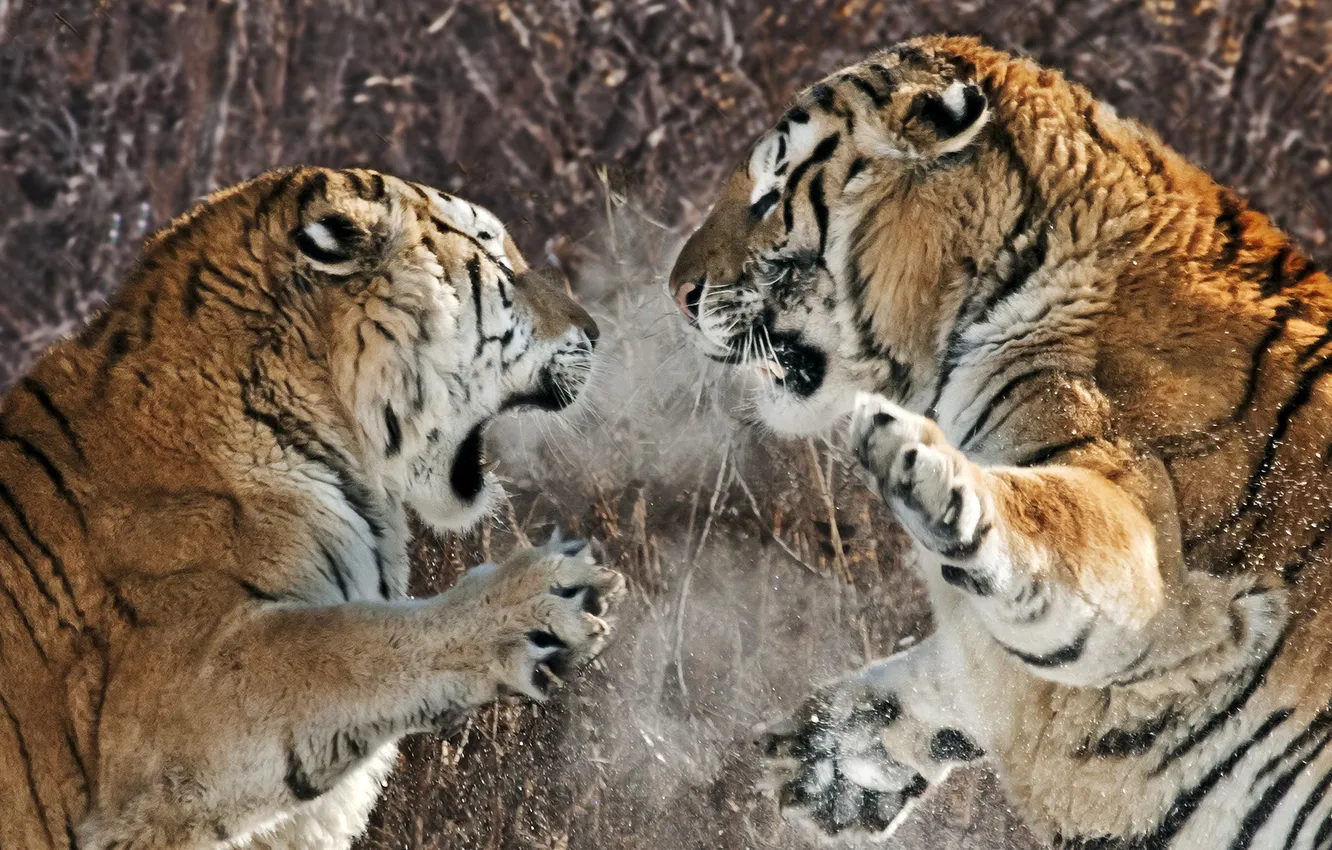 Photo wallpaper tigers, fight, aggression